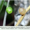 coenonympha glycerion daghestan ovum